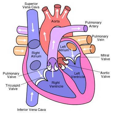 parts of heart showing chambers and valves