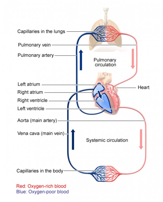 Blood Circulation Flow Chart For Kids Anime Telegram